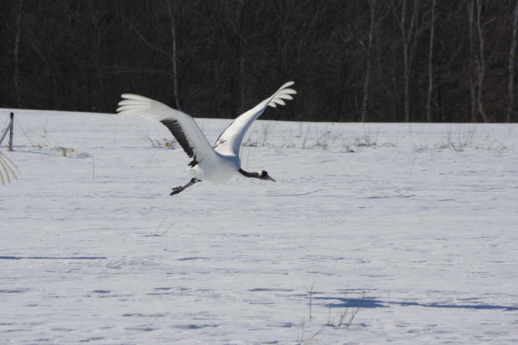 雪のタンチョウ・・・飛翔④《火の鳥ポーズ》
