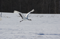 雪のタンチョウ・・・飛翔④《火の鳥ポーズ》