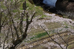 今年見た桜４月・・・・・・⑥