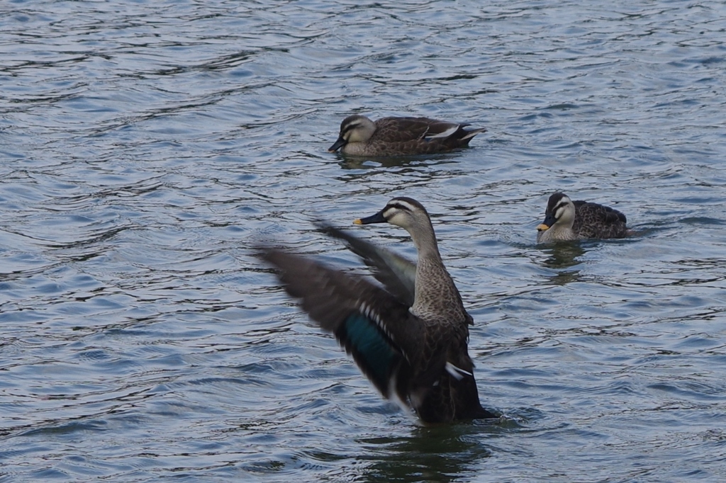 バチャバチャ②