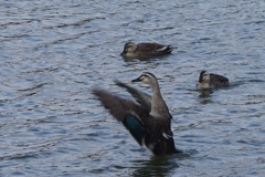 バチャバチャ②