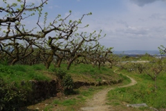 山の辺の道を行く・・・念仏寺あたり⑧