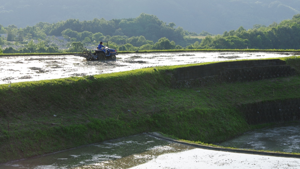 6月の田んぼ・・・⑧
