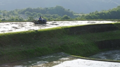 6月の田んぼ・・・⑧