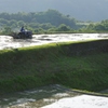 6月の田んぼ・・・⑧