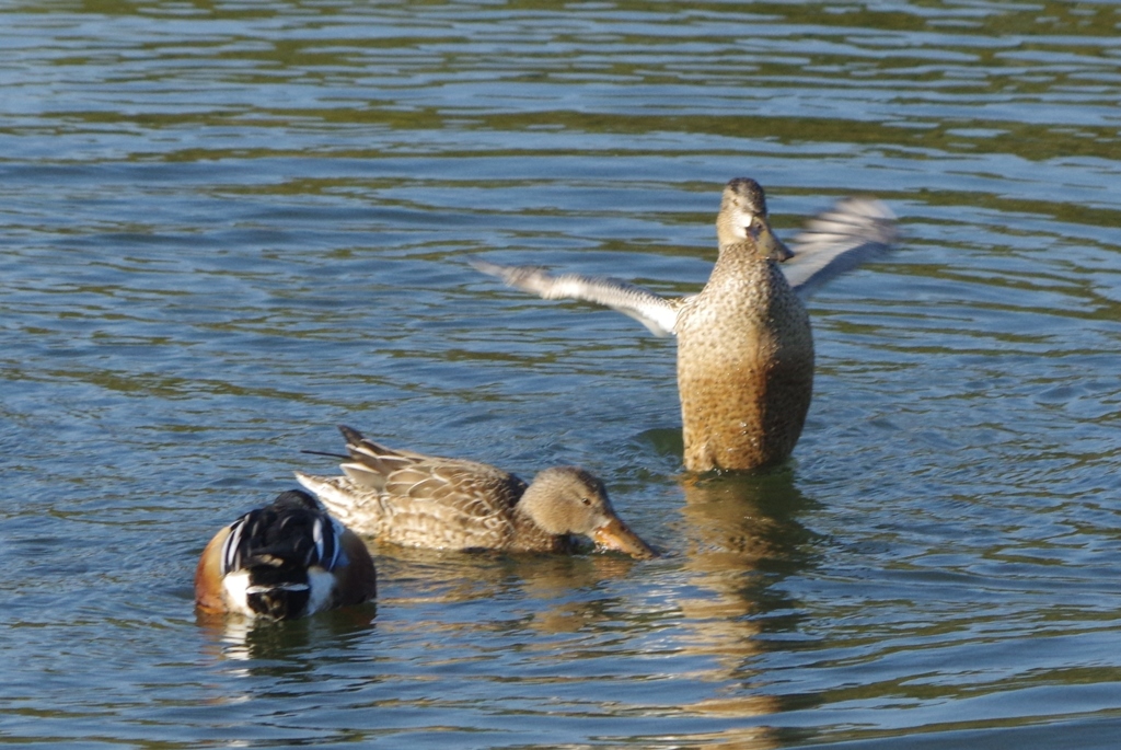 バチャバチャ③