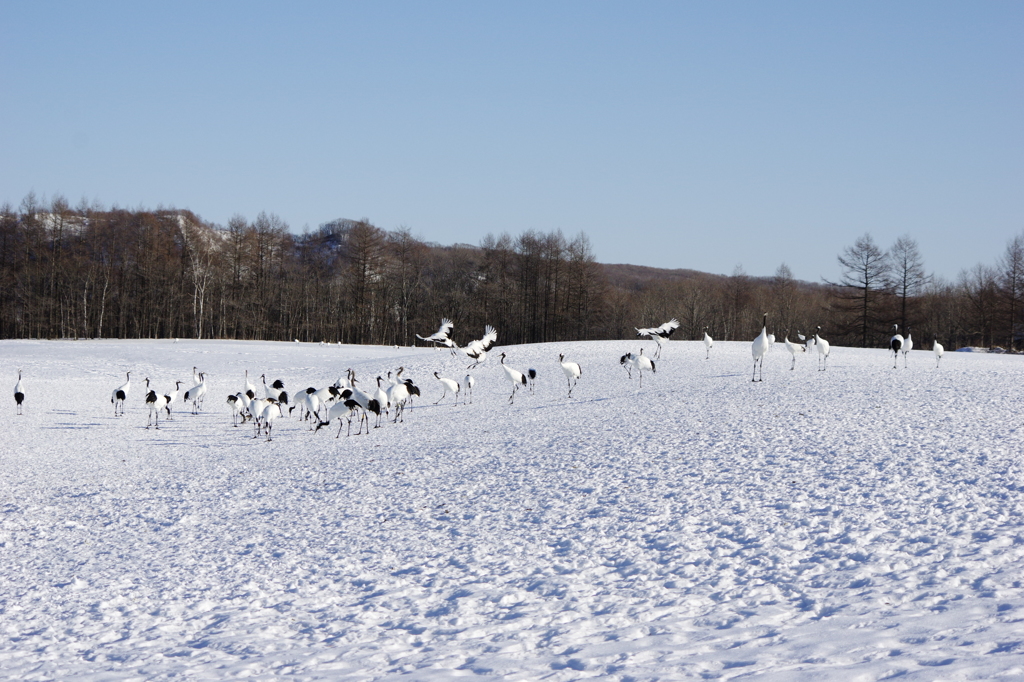 雪のタンチョウ・・・広々がきもちいい。