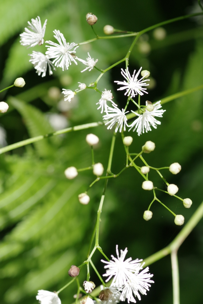 森をお散歩・・・⑤