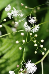 森をお散歩・・・⑤