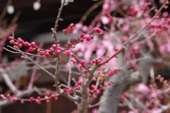 梅、梅、梅・・・②