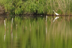 近くの池で・・・②