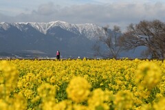菜の花・・・②