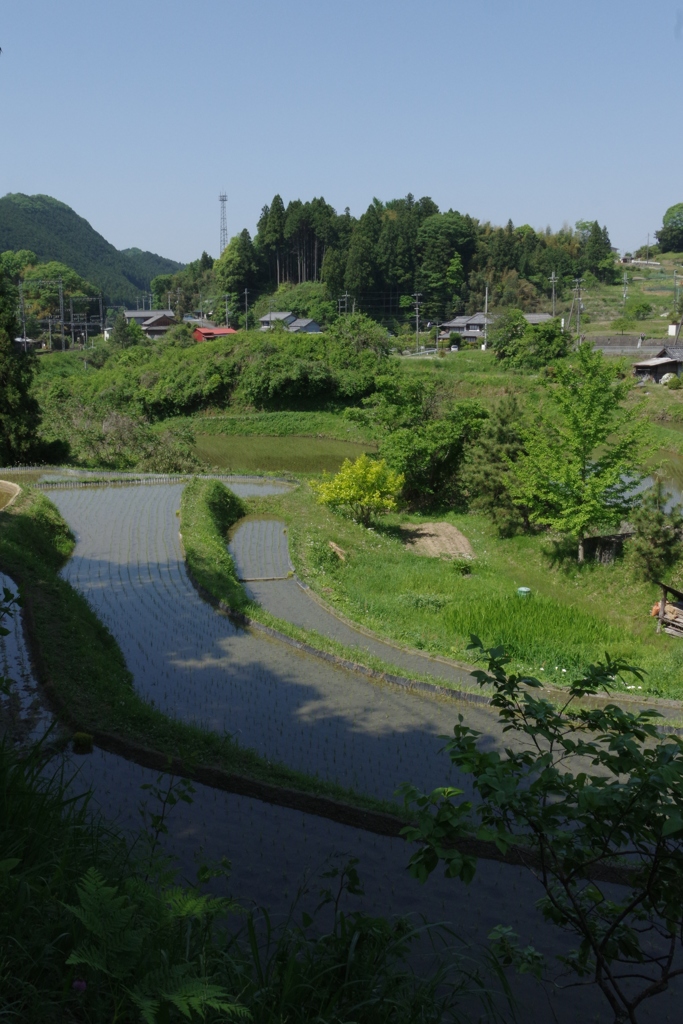 初夏……里の田んぼ②