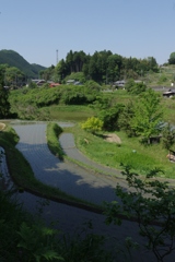 初夏……里の田んぼ②