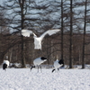 雪のタンチョウ・・・垂直跳び