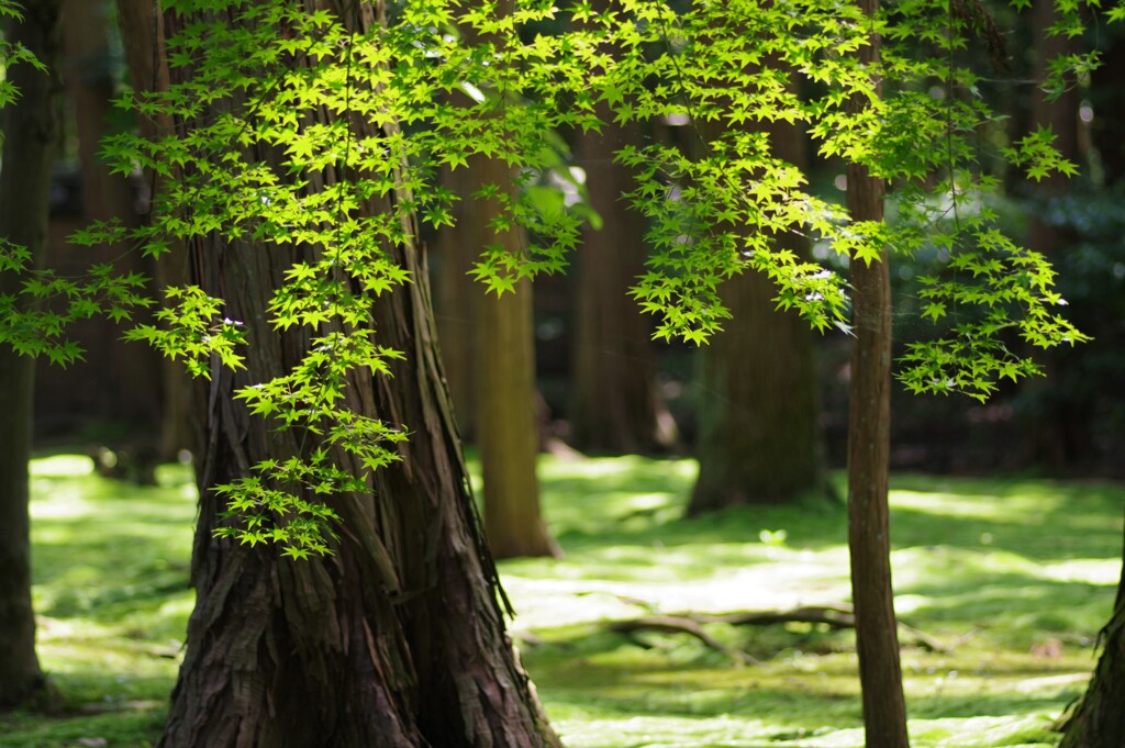 緑さやかに・・・③