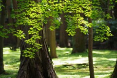 緑さやかに・・・③