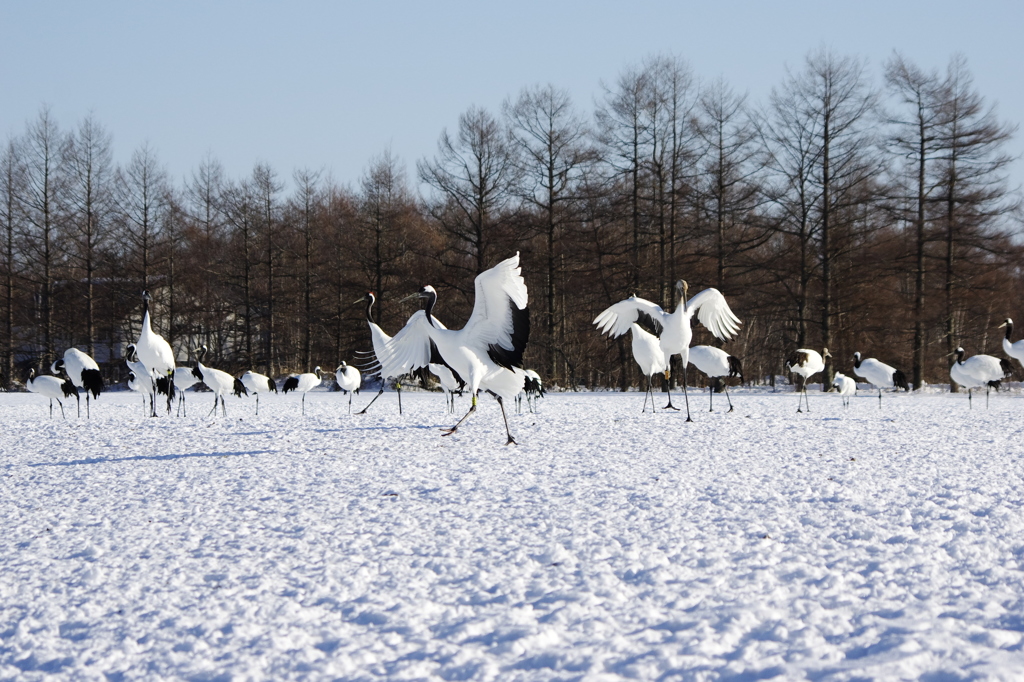 雪のタンチョウ・・・庭駆け回る