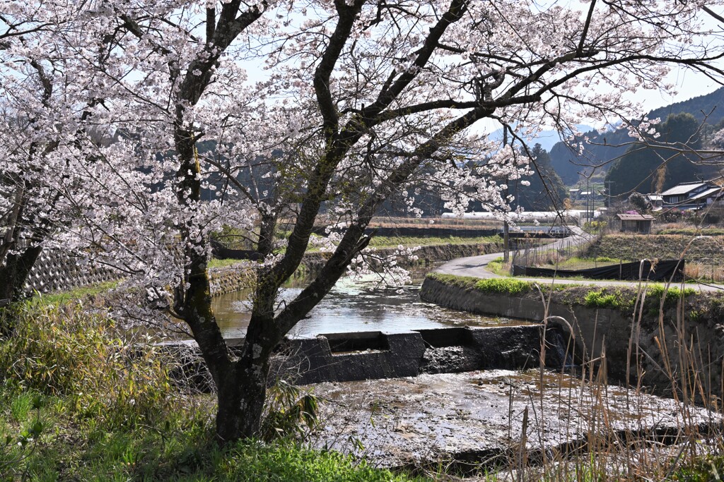 大宇陀の桜③