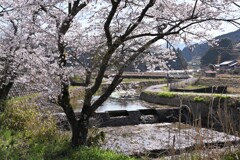 大宇陀の桜③