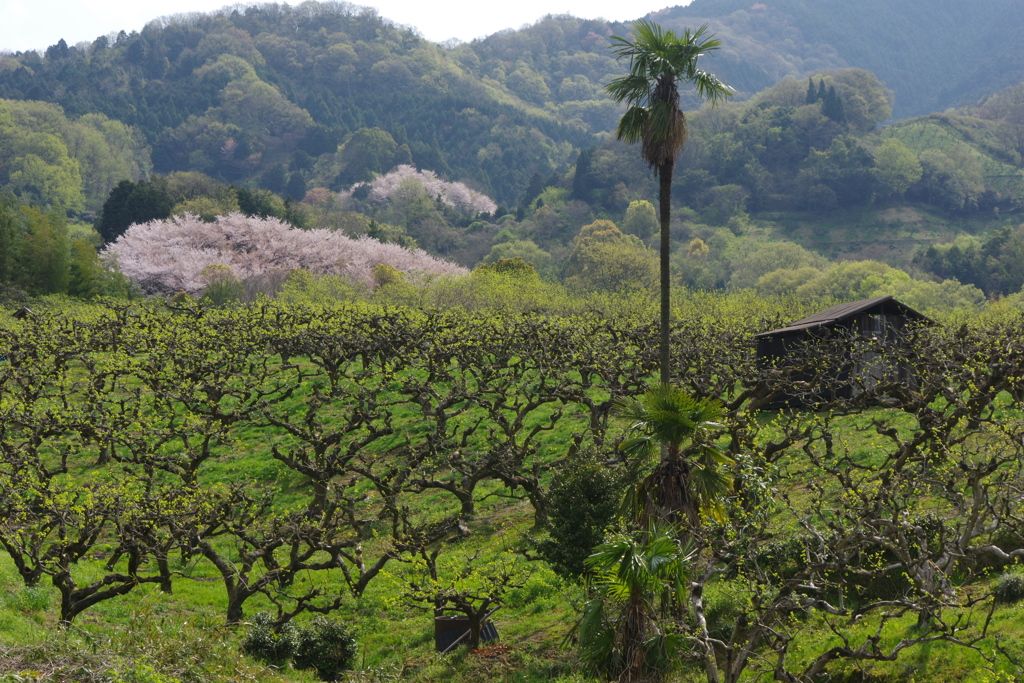山の辺の道を行く・・・念仏寺あたり②