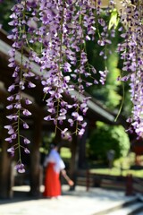 藤の花の頃・・・①