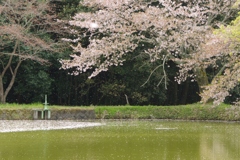行く春を惜しみつつ・・・永久寺跡⑥