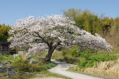 この春一番！・・・①