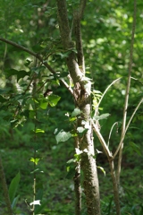 森をお散歩・・・④