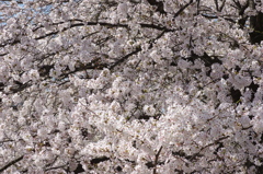 やっぱり春はさくら①