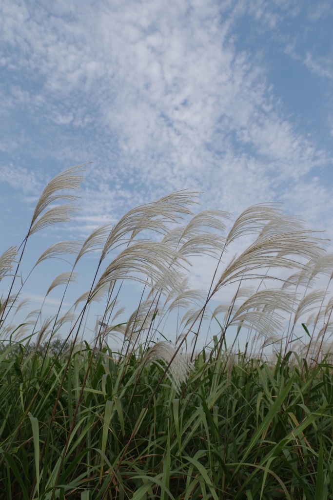 秋晴れ・・・①