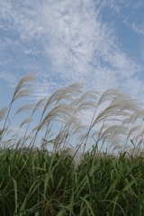 秋晴れ・・・①