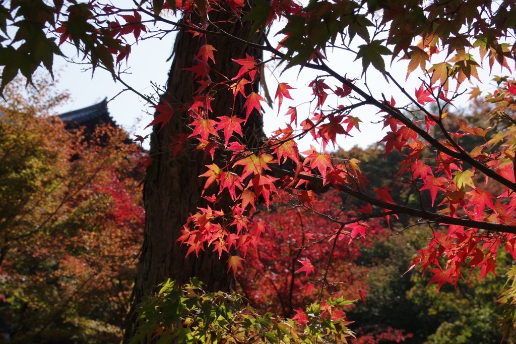 2017秋・・・京都・東福寺にて①