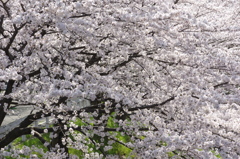 やっぱり春はさくら④