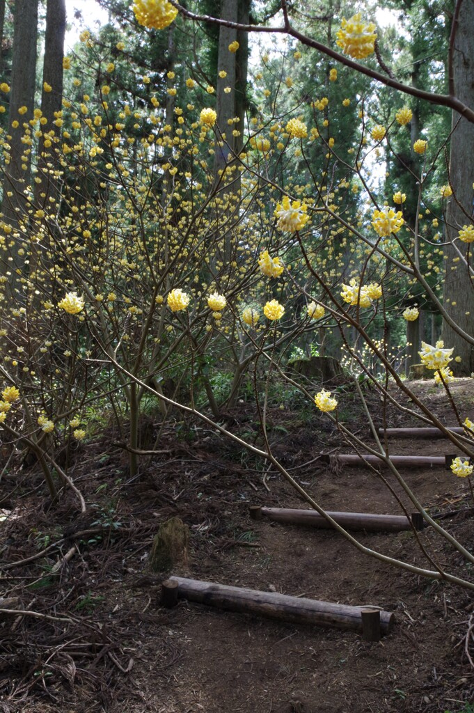 ミツマタの花　3月・・・③