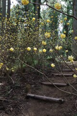 ミツマタの花　3月・・・③