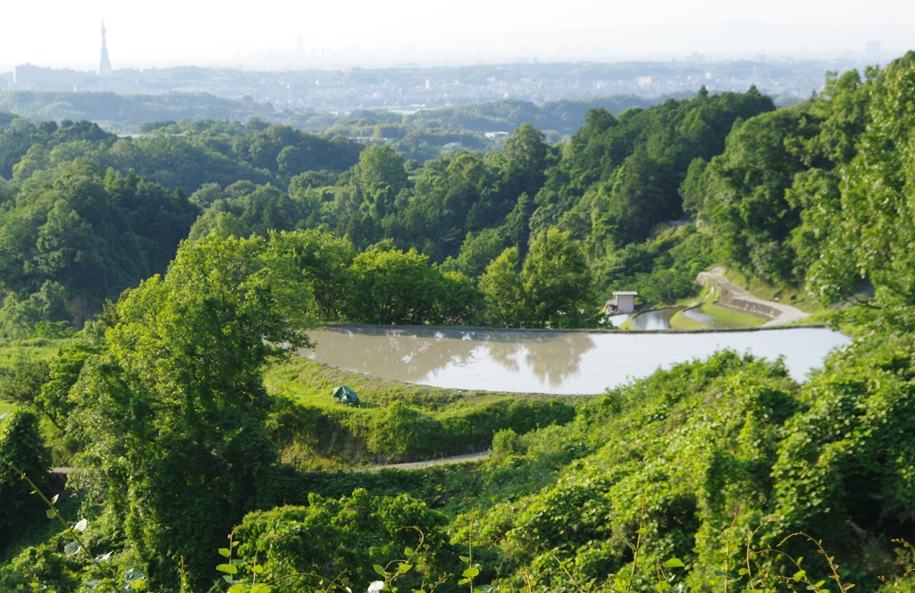 6月の田んぼ・・・諸々⑦