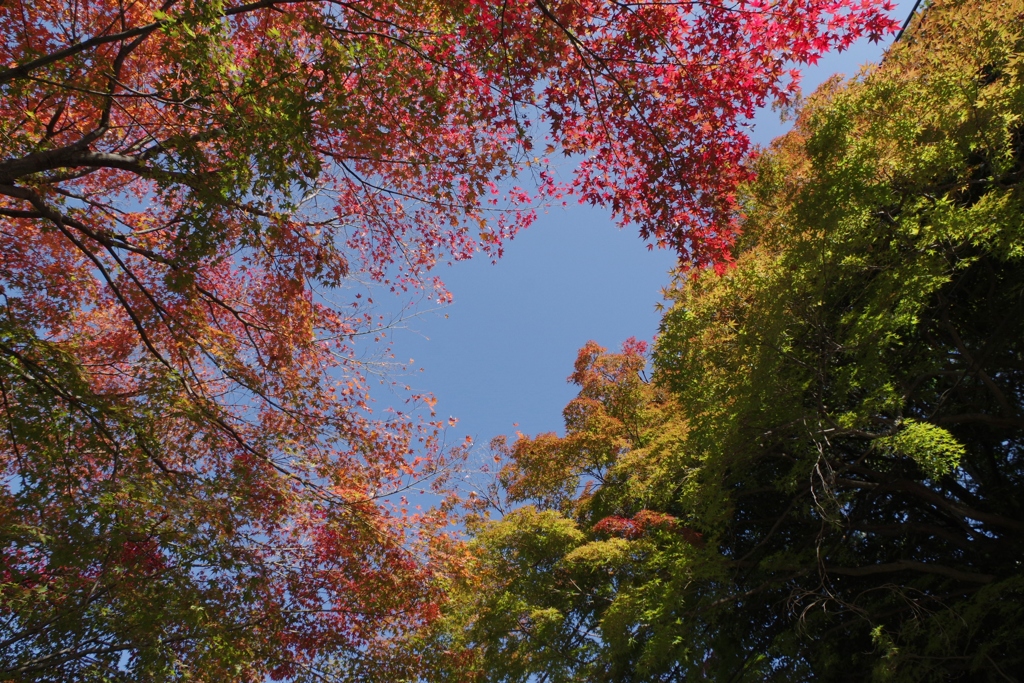 見上げてみました。①