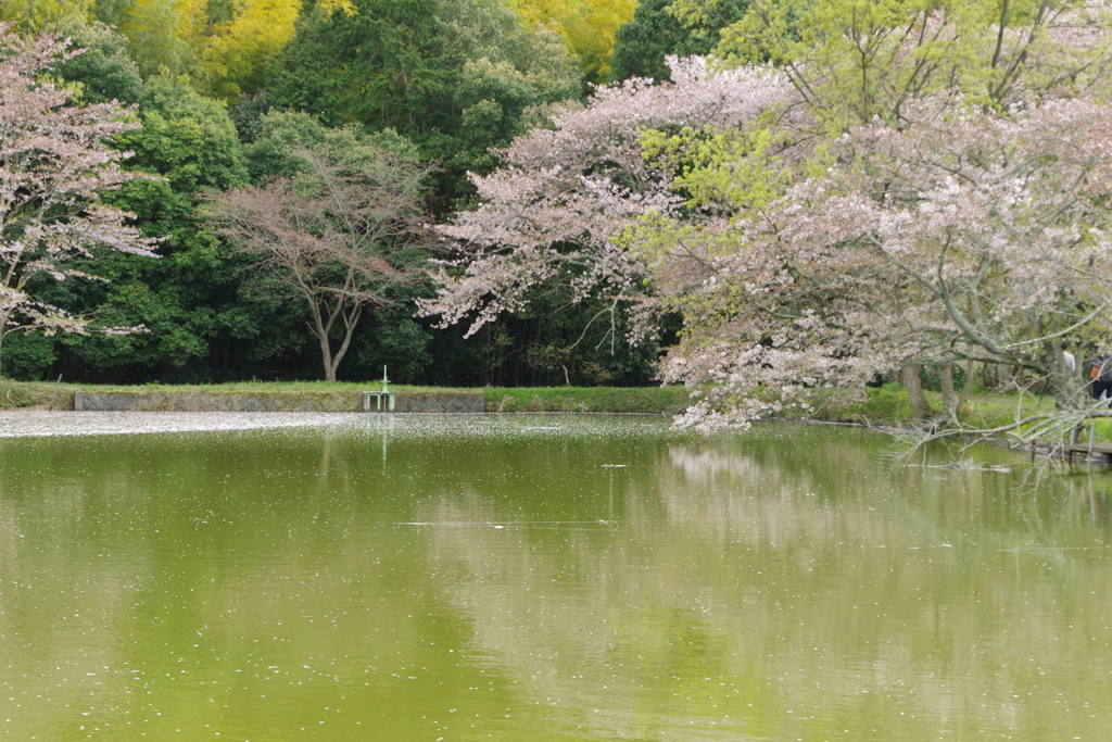 行く春を惜しみつつ・・・永久寺跡①