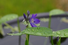 雨上がり・・・②
