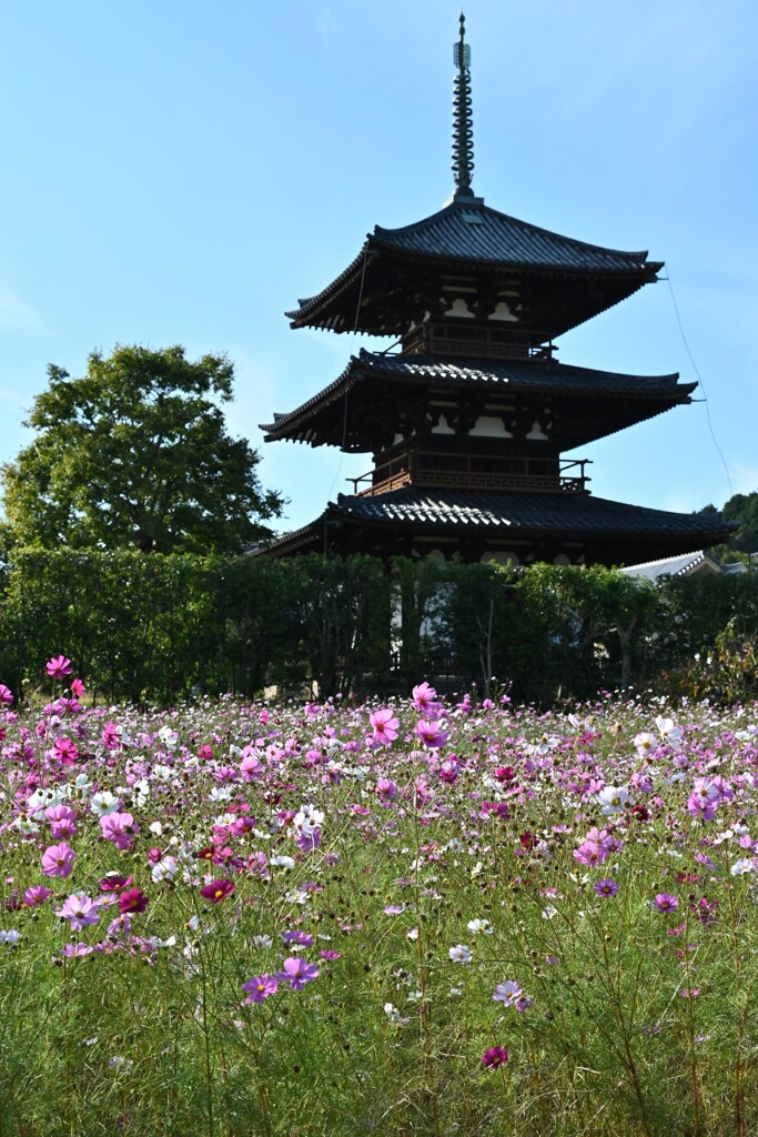 斑鳩お散歩・・・⑤
