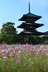 斑鳩お散歩・・・⑤