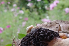 秋・般若寺にて・・・⑦