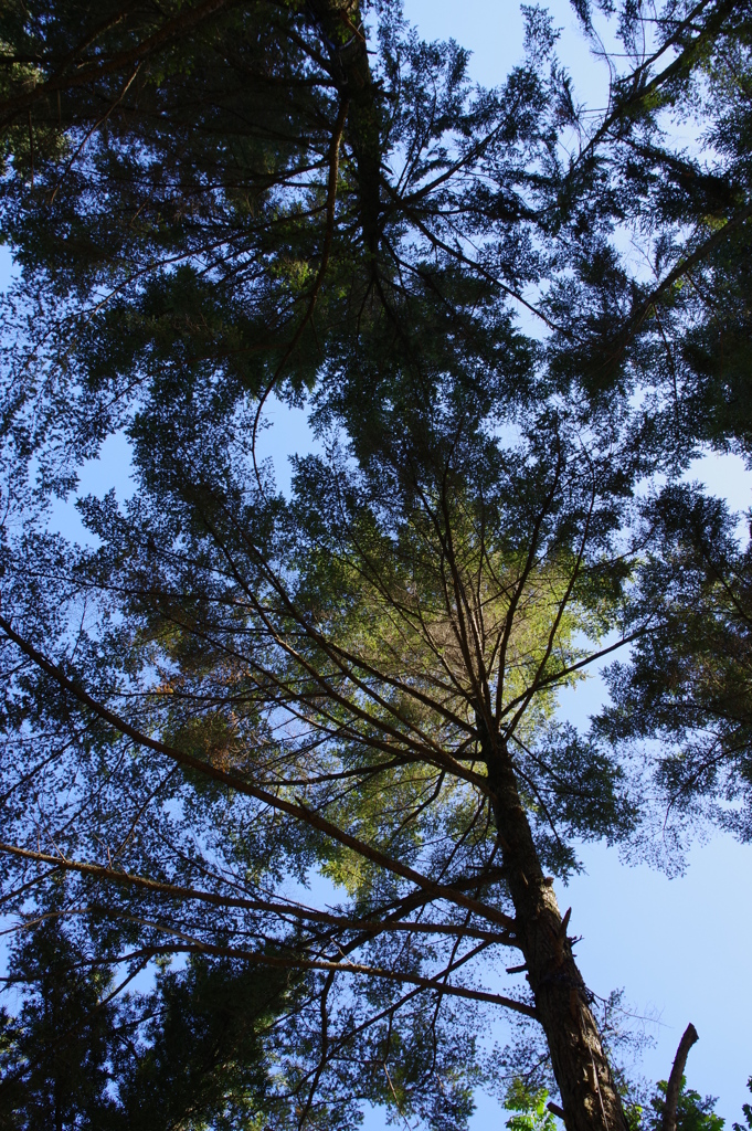 見上げれば（１）