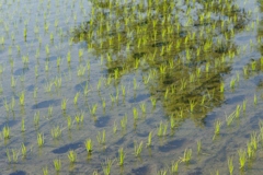 6月の田んぼ・・・⑥