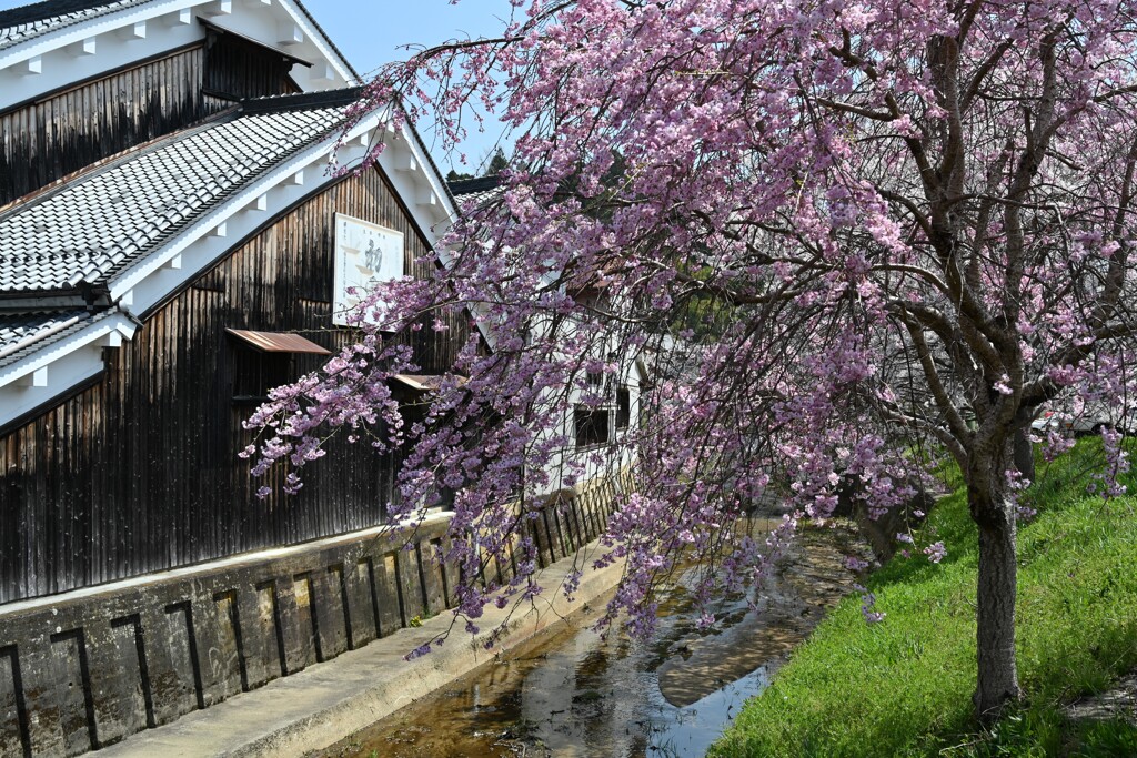 大宇陀の桜①