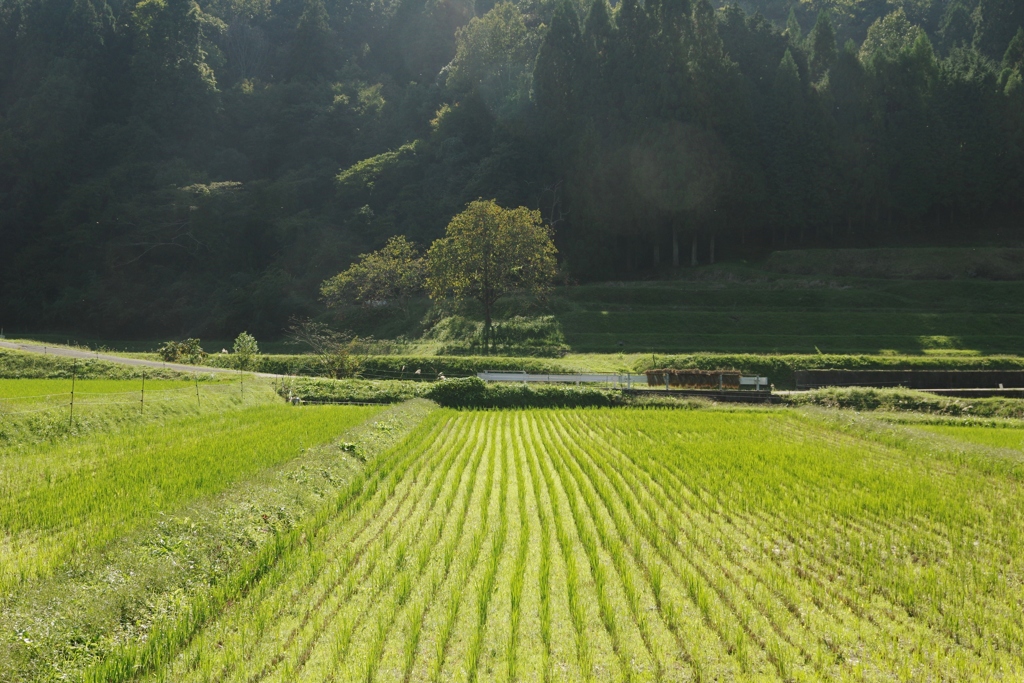 里の秋・・・田原⑩