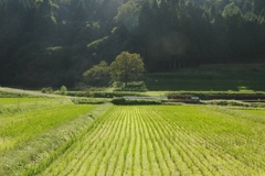 里の秋・・・田原⑩