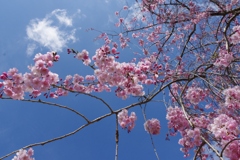 今年見た桜４月・・・・・・⑫