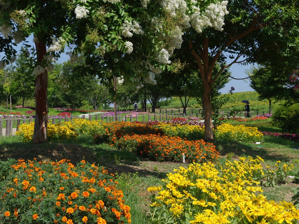 夏の公園・・・②